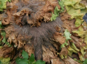 <i> <b> Botrytis cinerea </b> </i> esporuló fuertemente sobre esta ensalada completamente podrida.  Podemos ver claramente su moho gris (moho gris)