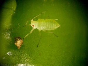 <b> Pulgón </b> sin alas en una hoja de ensalada.