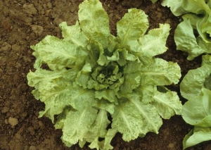 El crecimiento de esta planta más vieja también se interrumpe;  hay un mosaico amarillo muy marcado. <b><i>Turnip mosaic virus</i></b>, (TuMV).