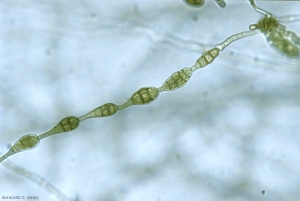 alternaria_2