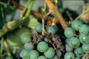 El pedúnculo de este racimo está completamente rodeado de podredumbre causada por <b> <i> Botrytis cinerea </i> </b>