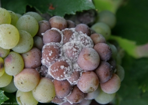 El moho gris causado por <b> <i> Botrytis cinerea </i> </b> en la superficie de los tejidos infectados consiste en conidióforos ramificados que contienen conidios hialinos.