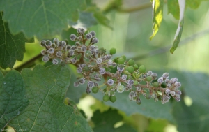 Los cuerpos fructíferos de <b> <i> Plasmopara viticola </i> </b> en este racimo son la causa del síntoma del '<b> eructo gris </b>'. 