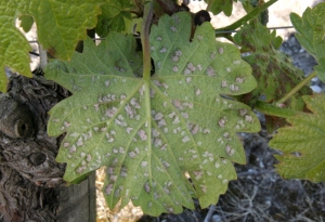 En el envés de la hoja, los pelos agrandados forman un plumón en las picaduras de <b> <i> Colomerus vitis </i> </b>, el agente de la erinosis.