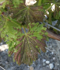 En caso de un ataque severo de <b> <i> Colomerus vitis </i> </b>, toda la superficie de la hoja puede presentar ampollas y aparecer un plumón blanquecino en la superficie superior.