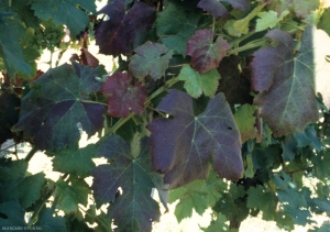 La <b> Flavescencia dorada </b> hace más bien rojizas las hojas de esta uva roja.
