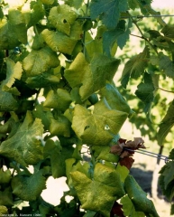 En una variedad blanca, las hojas se vuelven amarillas y se rizan cuando la vid se ve afectada por la <b> flavescencia dorada </b>
