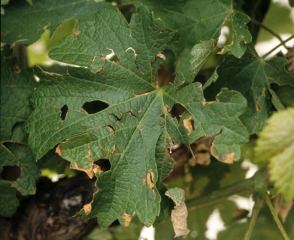 En esta hoja, el impacto de los granizos es claramente visible: agujeros y rasgaduras salpican la hoja.  <b> Daños por granizo </b>