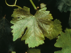 El cobre puede ser fitotóxico en la vid en determinadas condiciones.  Este fue el caso de esta hoja que ahora está quemada superficialmente, deformada y que ha adquirido un tinte bronceado en las áreas afectadas.  <b> Fitotoxicidad del cobre </b>