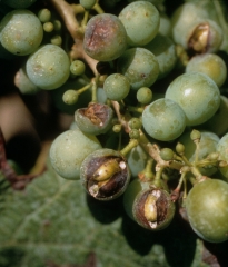 Varias bayas presentan lesiones cóncavas marrones, algunas de las cuales son el lugar de una explosión que conduce al parasitismo de hongos oportunistas como <i><b> Botrytis cinerea</b> </i>, por ejemplo.  <b> daños por granizo </b>