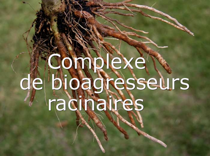 <i><b>Pyrenochaeta lycopersici</b></i> (maladie des racines liègeuses, corky root) et <i><b>Colletotrichum coccodes</b></i> (pourriture racinaire, anthracnose) sur aubergine6