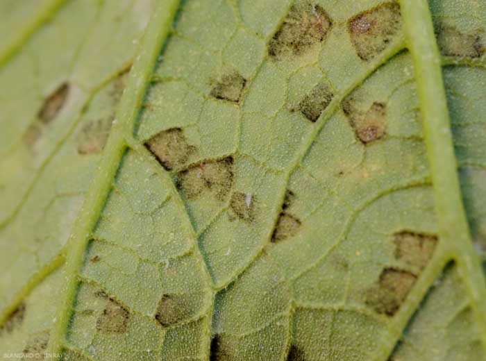 La sporulation de <i><b>Pseudoperonospora cubensis</b></i> à la face inférieure du limbe est à l'origine de la teinte noirâtre de ces taches. (mildiou, downy mildew)