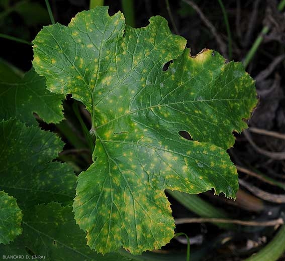 Cette feuille de courgette est parsemées de nombreuses taches chlorotiques, dont certaines commencent à se nécroser en leur centre. <i><b>Pseudoperonospora cubensis</b></i> (mildiou, downy mildew)