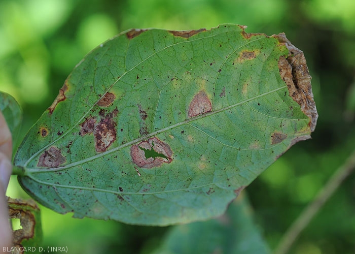 Aspect de lésions nécrotiques observées à la face inférieure d'une feuille de haricot. <i>Corynespora cassiicola</i> (corynesporiose)