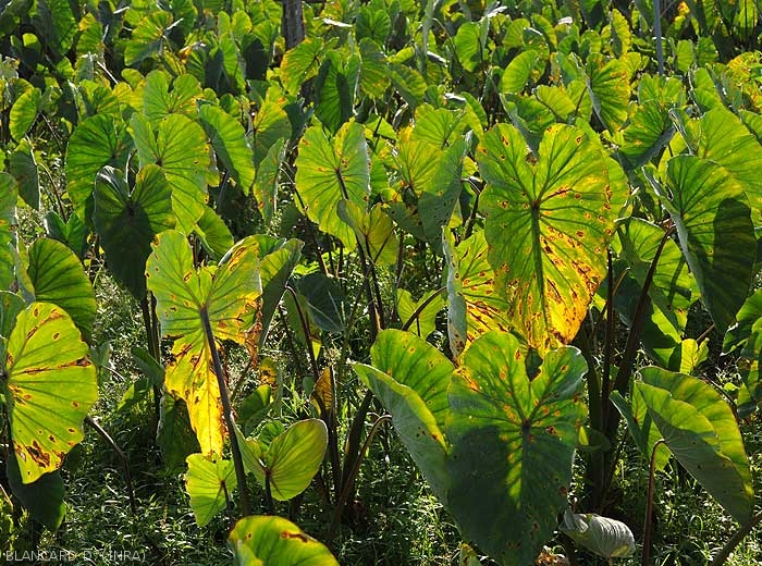Les feuilles de nombreux pieds de taro sont parsemés de taches nécrotiques et chlorotiques observées par transparence.  <i>Corynespora cassiicola</i> (corynesporiose)