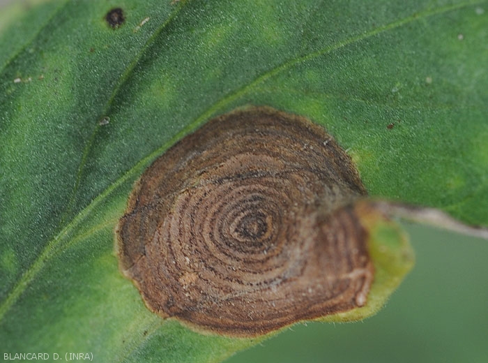 Détail de motifs concentriques sur une tache de corynesporiose observée à la face supérieure du limbe d'une feuille de tomate. <i>Corynespora cassiicola</i>