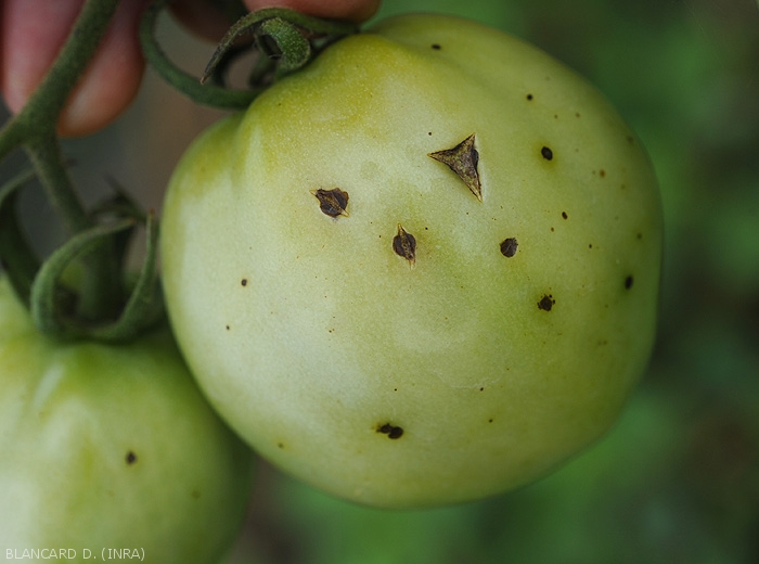 Petites lésions brun sombre et nécrotiques sur fruit vert de tomate. Notez que certaines sont fendues en leur centre.<i>Corynespora cassiicola</i> (corynesporiose)