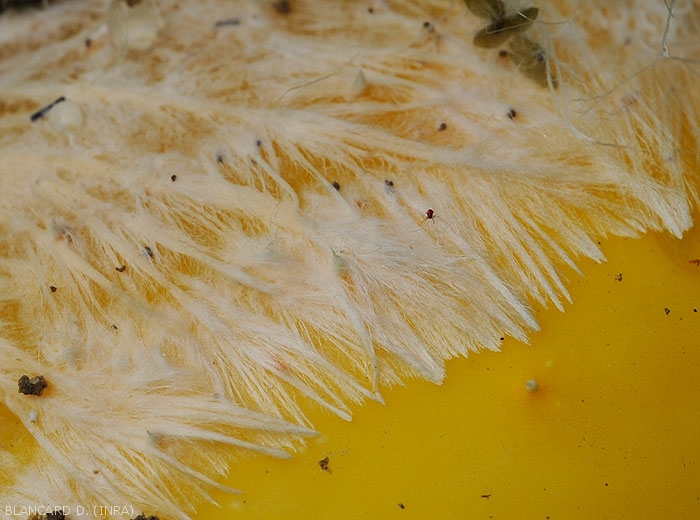 Détail de trames mycéliennes de <i>Sclerotium rolfsii</i> se formant à la surface d'un fruit.