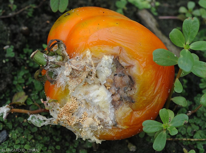 Fruit de tomate partiellement colonisé par <i>Sclerotium rolfsii</i>. Une lésion humide et concave est bien visible, l'épiderme est plissé et s'est rompu localement. Du mycélium et des sclérotes sont en train de le recouvrir progressivement.