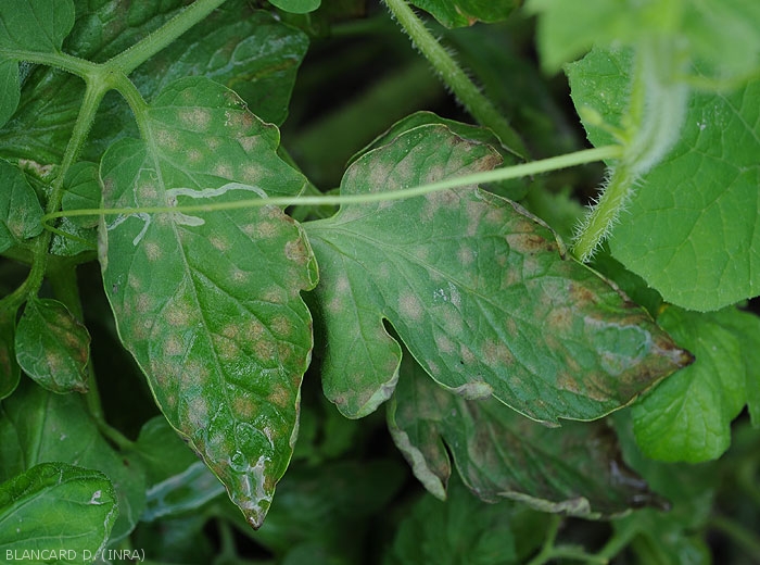 De nombreuses taches d'un jaune plus ou moins marqué sont bien visibles sur les folioles des feuilles basses de ce pied de tomate.
<i>Pseudocercospora fuligena</i> (cercosporiose)