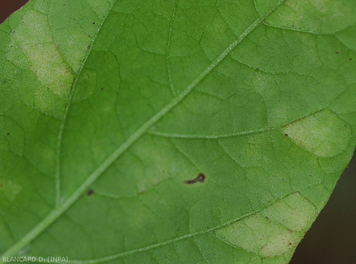 Détail de taches visibles sous le limbe d'une feuille de poivron. Notez la présence d'un discret duvet blanc à grisâtre. <b><i>Leveillula taurica</i></b> (oïdium interne, powdery mildew)