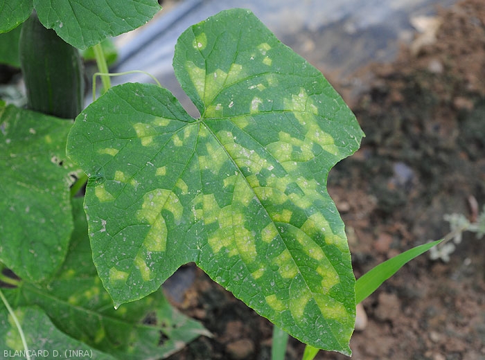 Les taches chlorotiques sur feuilles de concombre sont angulaires car elles sont délimitées par les nervures, formant à terme une pseudo-mosaïque sur le limbe qu'il ne faudra pas confondre avec une mosaïque virale. <b><i>Pseudoperonospora cubensis</i></b> (mildiou, downy mildew)