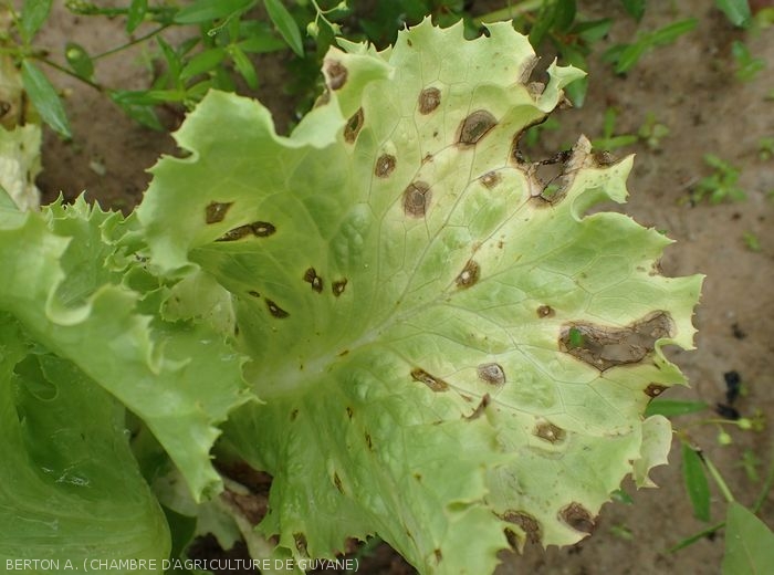 Taches de cercosporiose à la face supérieure du limbe d'une laitue ; notez leur centre plus clair, et des motifs concentriques. <b><i>Cercospora longissima</i></b> (<i>cercospora</i> leaf spot)