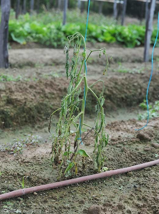 Flétrissement rapide et précoce d'une jeune plante de tomate produite en plein champ. celui-ci est irréversible, certaines folioles ont jauni et se sont nécrosées. <b><i>Ralstonia solanacearum</i></b> (flétrissement bactérien, bacterial wilt).