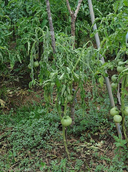 Flétrissement partiel  d'une plante portant des fruits et cultivée en plein champ. <b><i>Ralstonia solanacearum</i></b> (flétrissement bactérien, bacterial wilt).