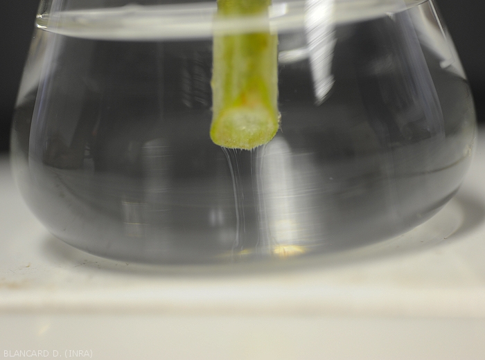 Au aspect d'un « test du verre d'eau » permettant de faire exsuder des filés bactériens visqueux à partir des vaisseaux. (<i>Ralstonia solanacearum</i> - Flétrissement bactérien)