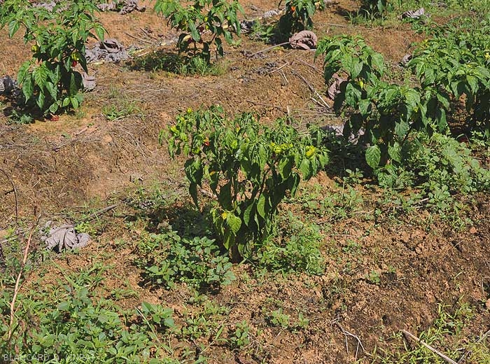 Flétrissement partiel  d'un pied de piment cultivé en plein champ. <b><i>Ralstonia solanacearum</i></b> (flétrissement bactérien, bacterial wilt).