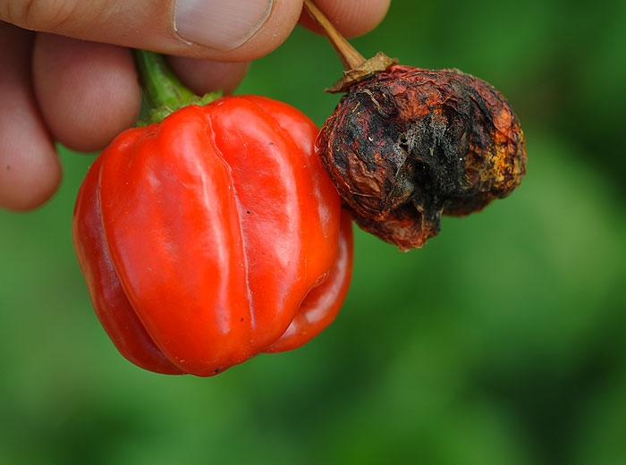 Fruit sain de piment (à gauche) et fruit complètement affecté par un <i>Colletotrichum</i> sp. (à droite). (anthracnose)