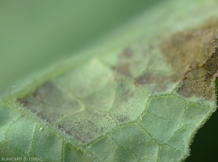 De nombreux sporangiophores portant des sporanges constituent le duvet grisâtre à mauve visible à la face inférieure du limbe de cette feuille de melon. <i><b>Pseudoperonospora cubensis</b></i> (mildiou)