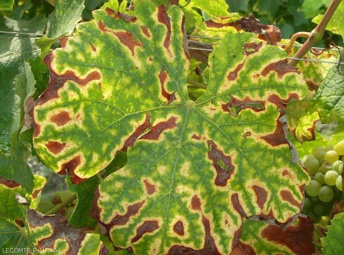 Cette image montre une feuille de cépage blanc présentant des dessèchements et des décolorations caractéristiques d'un  stade très avancé d'expression des symptômes foliaires de l'esca.