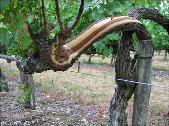 Une autre illustration de la nécrose longitudinale sur un cep vivant