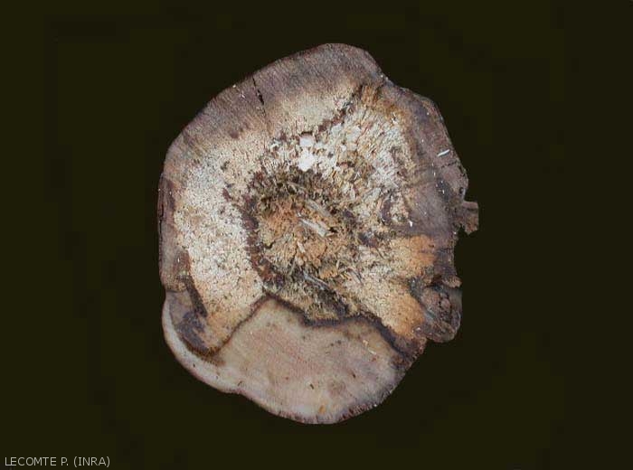 Cette image montre une nécrose mixte sur une coupe transversale de cep atteint par l'esca.