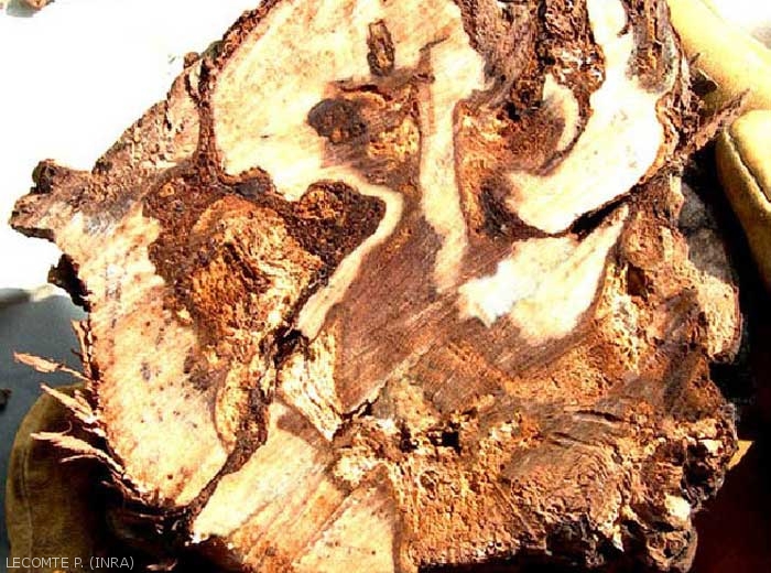 Cette image montre une nécrose généralisée sur une coupe transversale de cep atteint par les maladies du bois. Il reste très peu de bois fonctionnel dans ce cep.
