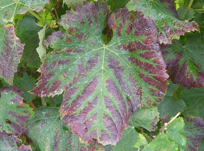 Cette image montre une feuille exprimant une carence en magnésium. 