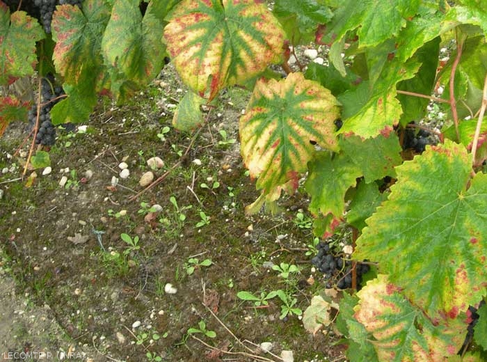 Cette image montre une feuille exprimant une carence en magnésium. 