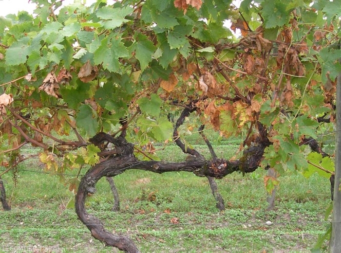 une autre illustration de cep souffrant de sécheresse.