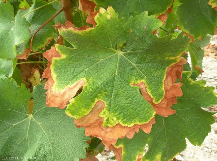 Cette image illustre une feuille souffrant de sécheresse, les dessèchements débutent aux extrémités de la feuille, ce qui n'est pas le cas chez les feuilles de ceps atteints par l'esca. 