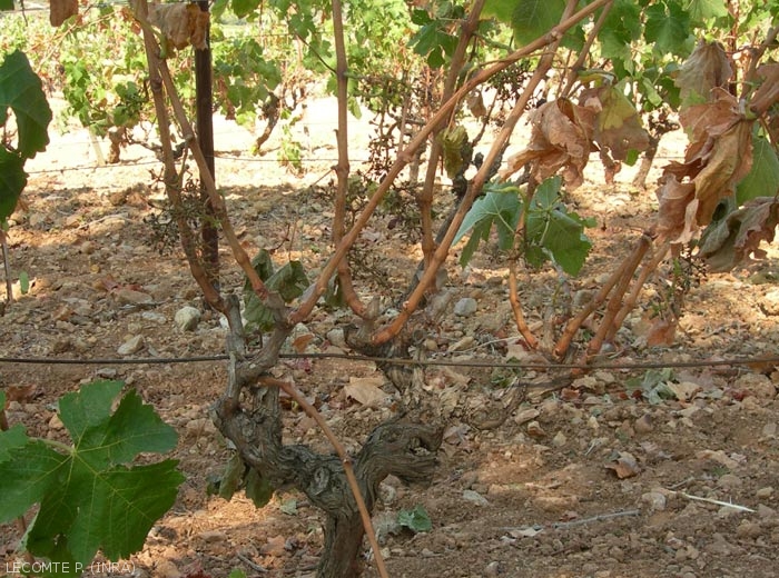 Cette image illustre un cep souffrant de sécheresse, les feuilles les plus basses sont les premières à se dessécher et tomber.