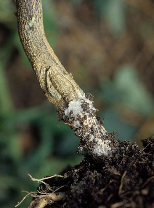 Lésion humide ceinturant la base de la tige d'un pied d'aubergine. Il est surmonté par de la terre aggloméré par le dense mycélium du champignon. (<i>Sclerotium rolfsii</i>)