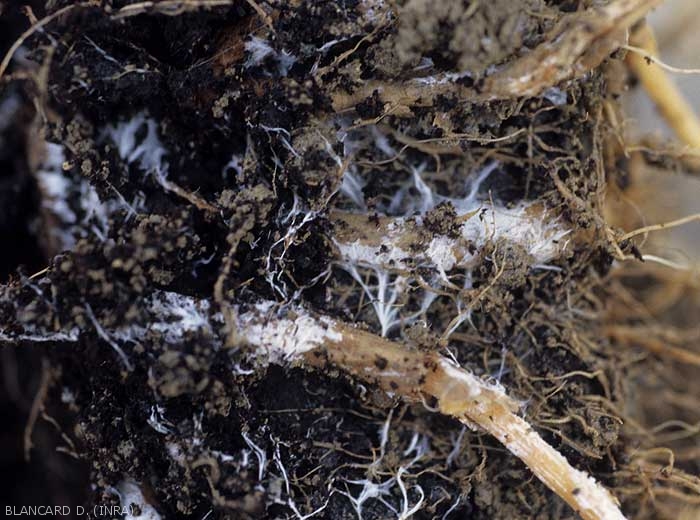 Détail de lésions racinaires sur aubergine. Notez que le cortex des racines est humide, brunit progressivement, et est couvert par un dense mycélium blanc. (<i>Sclerotium rolfsii</i>)