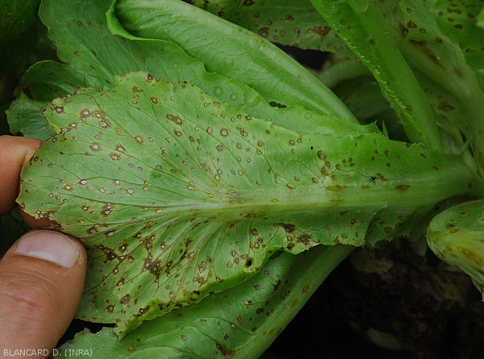 Aspect de taches de cercosporiose peu évoluées visibles à la face inférieure du limbe ; remarquez leur centre clair. <b><i>Cercospora longissima</i></b> (<i>cercospora</i> leaf spot)