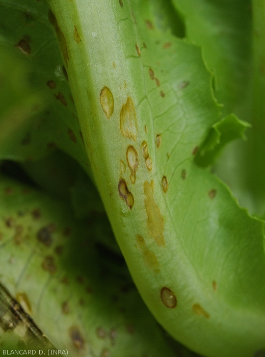 Détail des lésions longitudinales chancreuses, beigeâtres à brunes sur la nervure principale de cette feuille de salade. <b><i>Cercospora longissima</i></b> (cercosporiose, <i>cercospora</i> leaf spot)