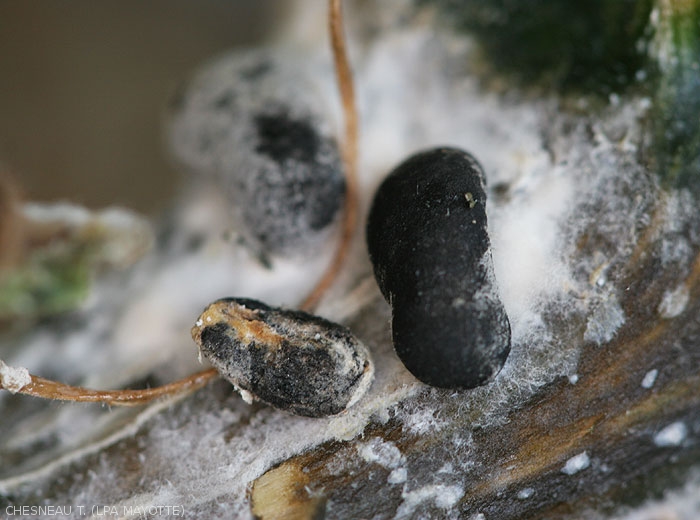Détail de gros sclérotes noirs et allongés  produits par (<i>Sclerotinia sclerotiorum</i>) au sein d'un mycélium blanc cotonneux. (sclérotiniose)
