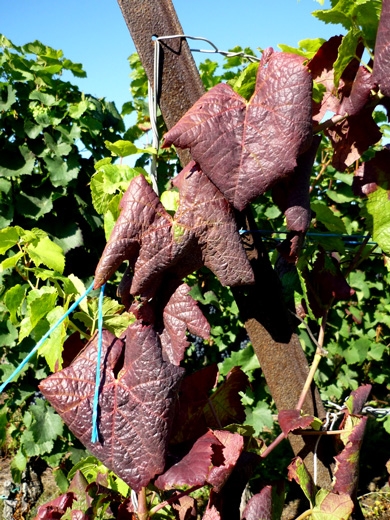 Décoloration rougeâtre des feuilles de vigne et enroulement