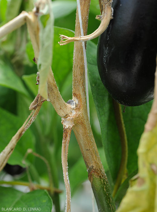 Lésion humide, brunâtre ceinturant la tige sur plusieurs centimètres de ce pied d'aubergine.  Notez le flétrissement  des feuilles situées en aval de la lésion. (<i>Sclerotinia sclerotiorum</i>)