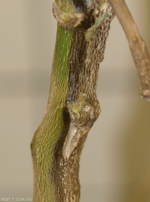Brunissement unilatéral de la tige bordant une altération nécrotique chancreuse et brunâtre visible sur plusieurs centimètres de long. <b><i> Fusarium oxysporum </i> f.  sp.  <i> melongenae </i></b>